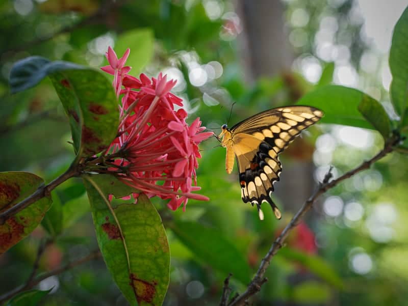 Boca Raton Tropical Garden - Image 1