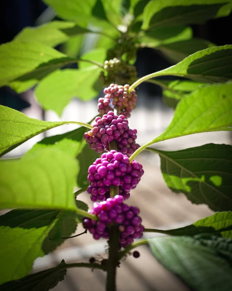 Boca Raton Beautyberry Garden - Image 1