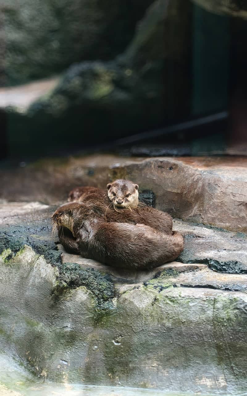 Otter Exhibit, Jakarta - Image 1