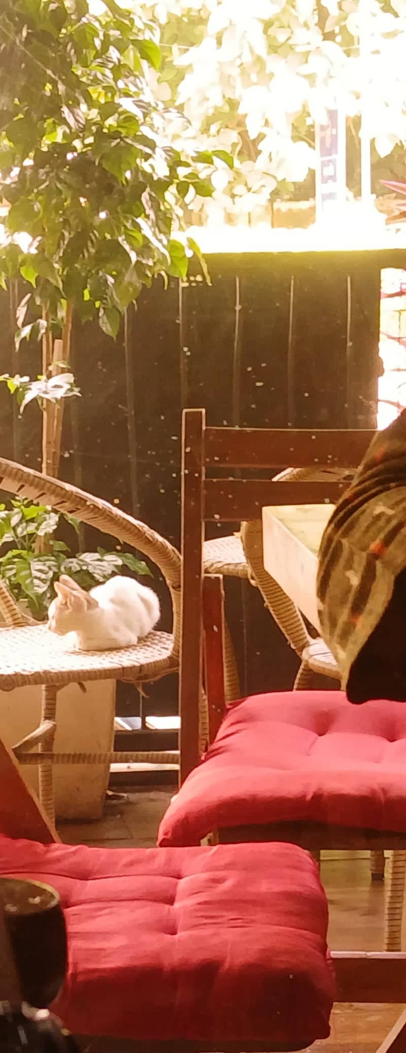 Chandaka Garden Cafe - Image 1