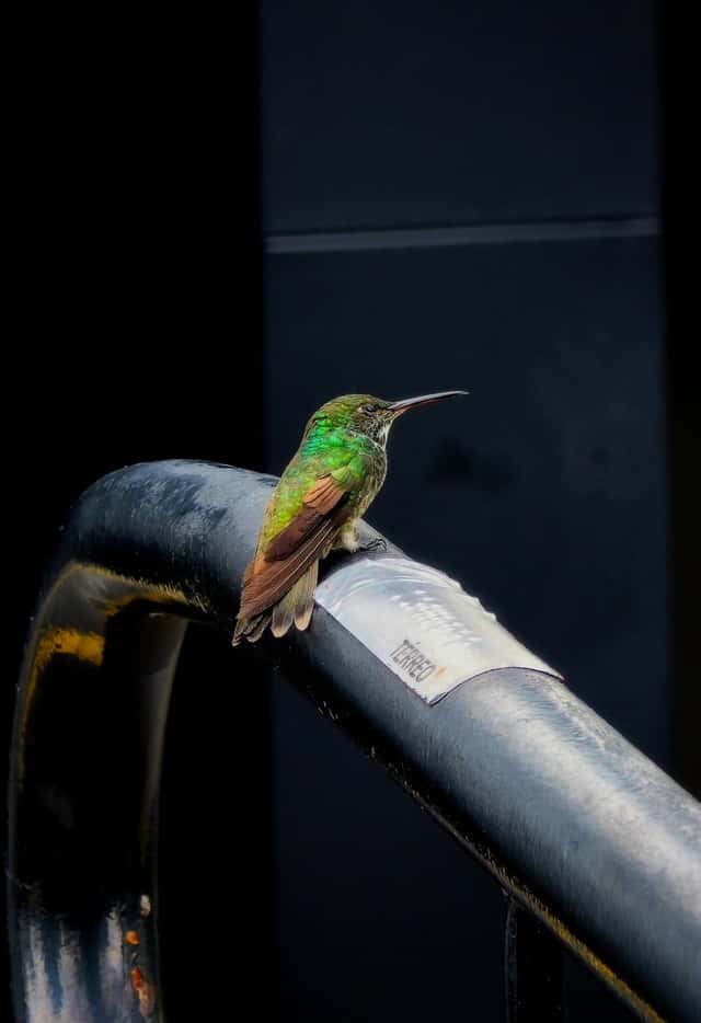 Hummingbird Perch in Praia Grande