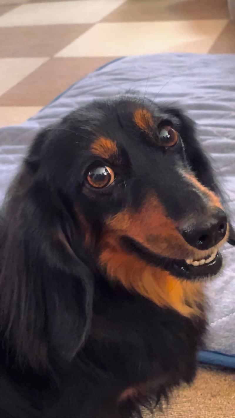 Sapporo Pet Portrait Spot - Image 1