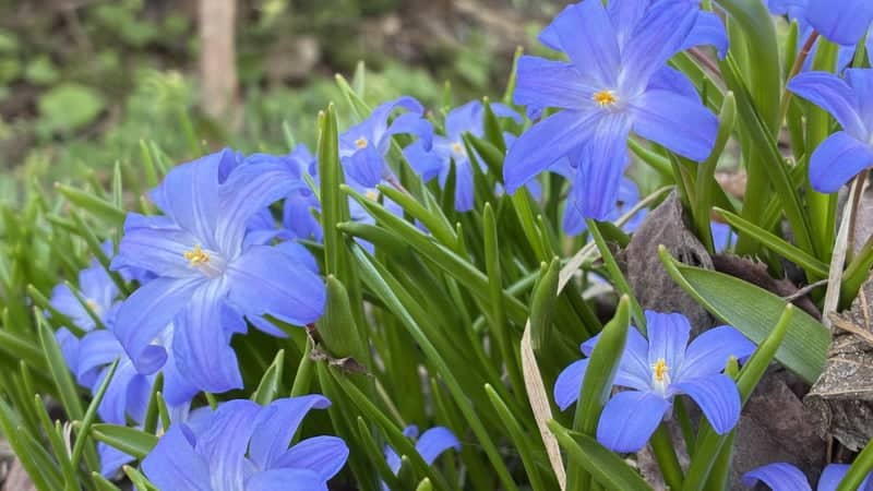 Spring Blooms in Shiroishi - Image 1