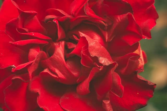 Karlsaue Park Floral Display - Image 1