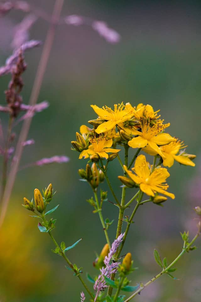 Karlsaue Park Meadows - Image 1
