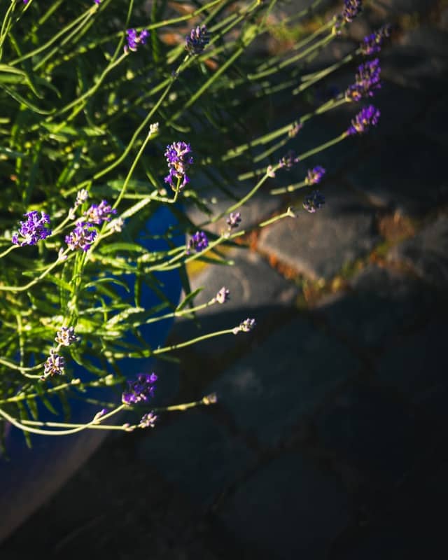 Karlsaue Park Gardens - Image 1
