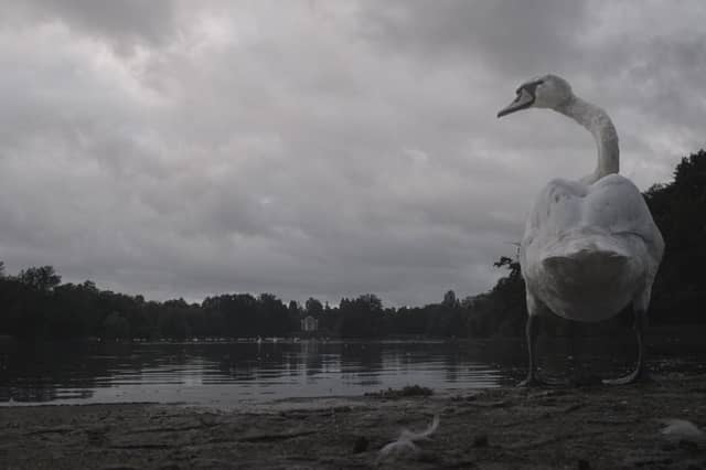 Karlsaue Park Waterfront - Image 1