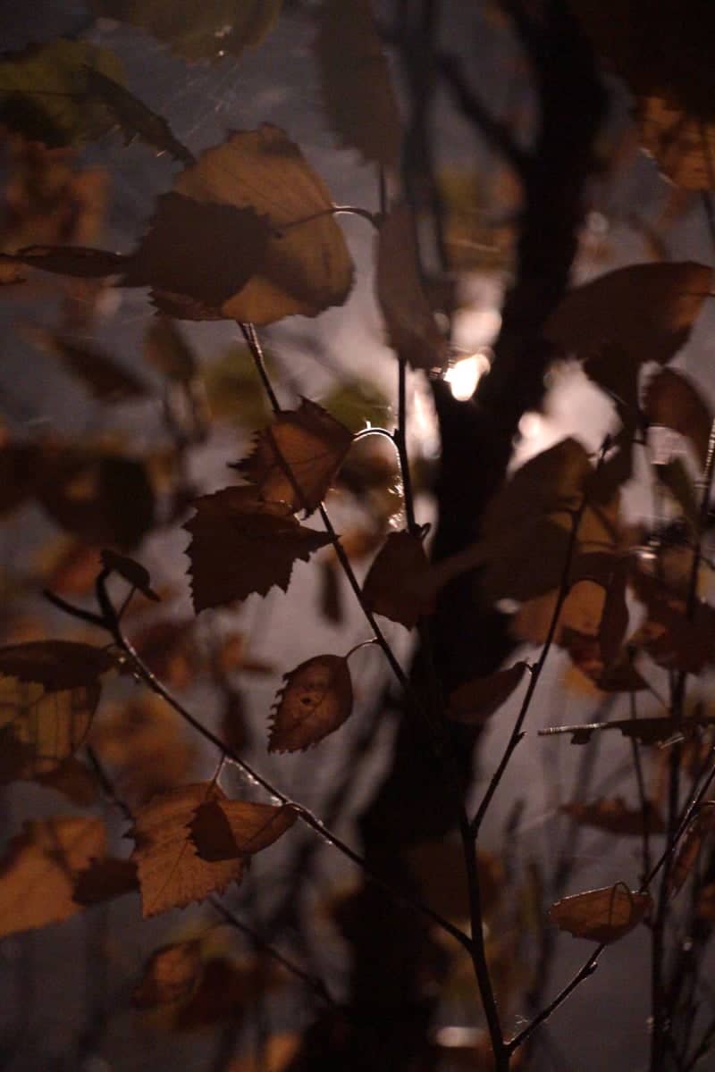 Schaumburg Birch Grove - Image 1