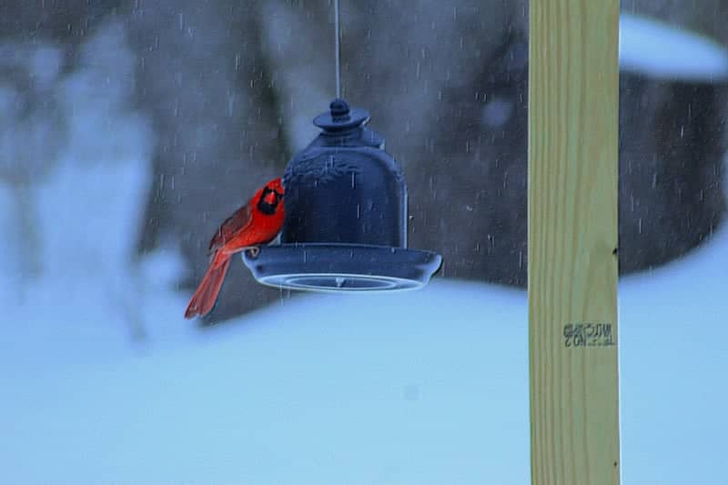 Churchville Backyard Birding - Image 1