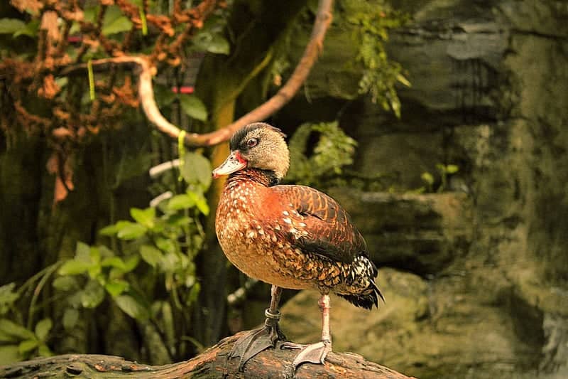 Churchville Wildlife Portrait - Image 1