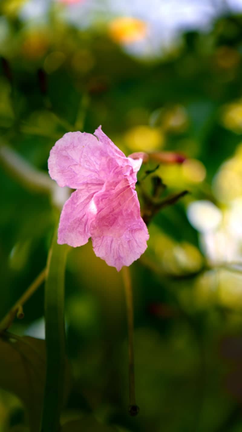 Balikpapan Garden Macro Spot - Image 1