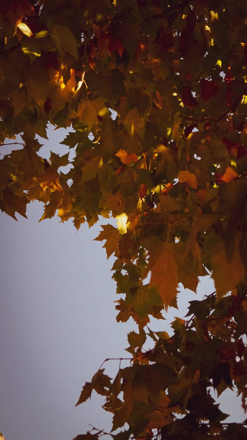 Autumn Foliage in Bellver de Cerdanya - Image 1