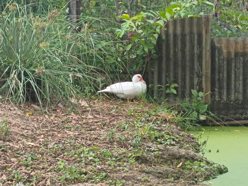 Rural Farm Pond in Prachin Buri - Image 1
