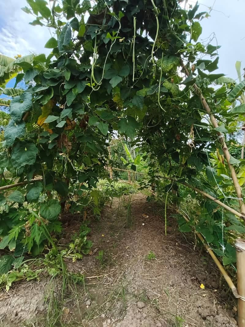 Prachin Buri Vegetable Trellis - Image 1