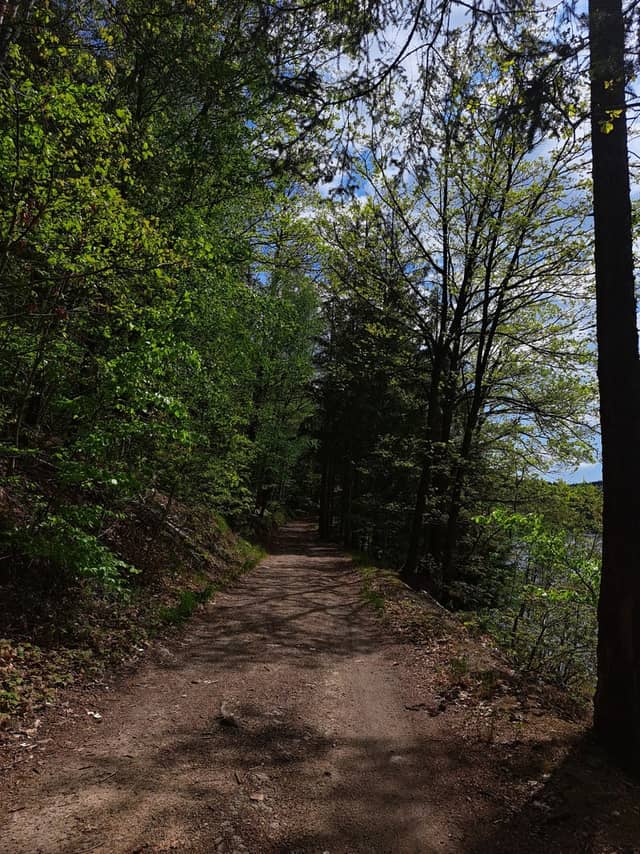 Klingenberg Reservoir Forest Trail - Image 1