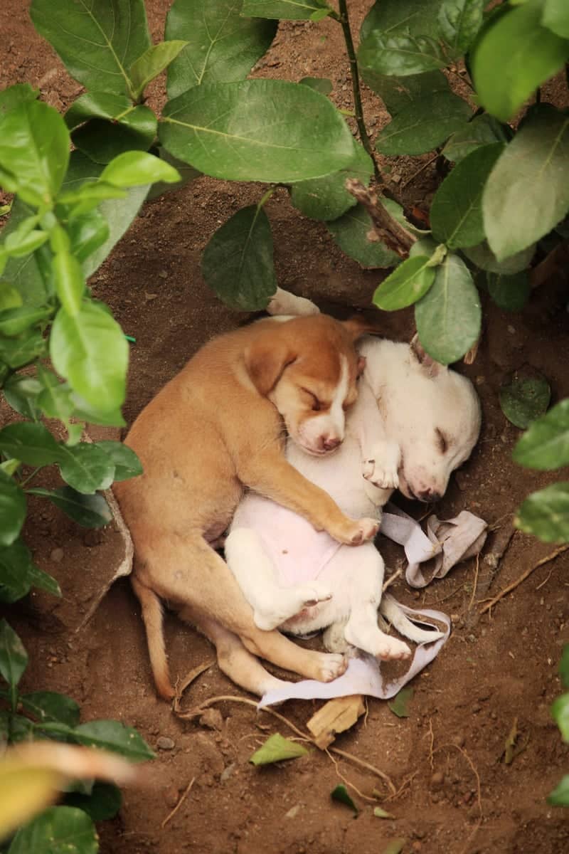 Puppies in a Garden Hollow - Image 1