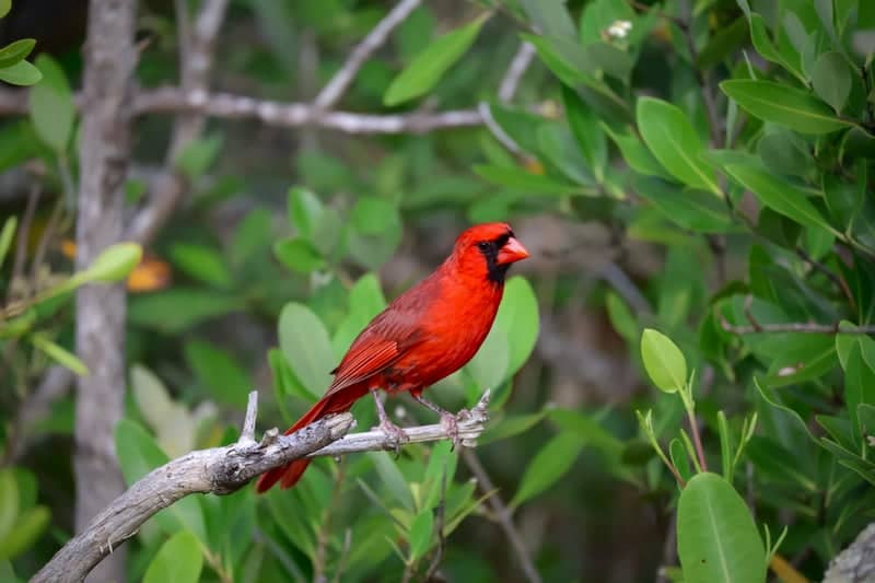 Key Vista Nature Park - Image 1
