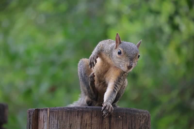 New Port Richey Wildlife Spot - Image 1