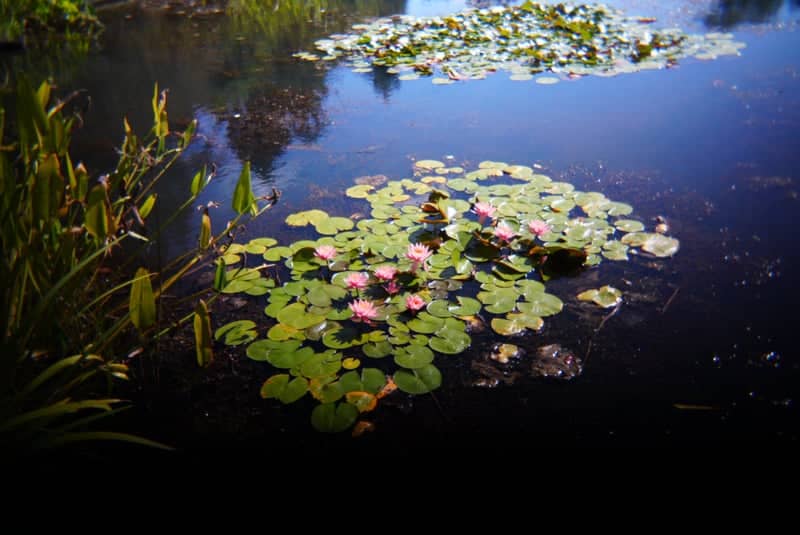 Dyffryn Gardens Lily Pond - Image 1