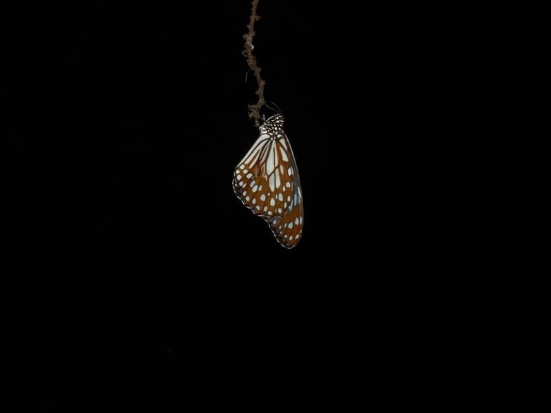Machilipatnam Coastal Macro Spot - Image 1