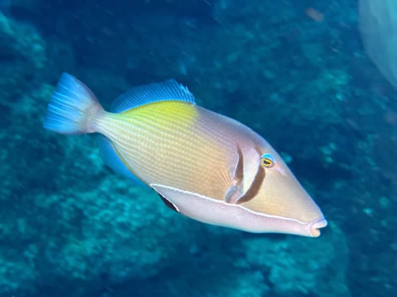 Nawiliwili Bay Underwater Reef - Image 1