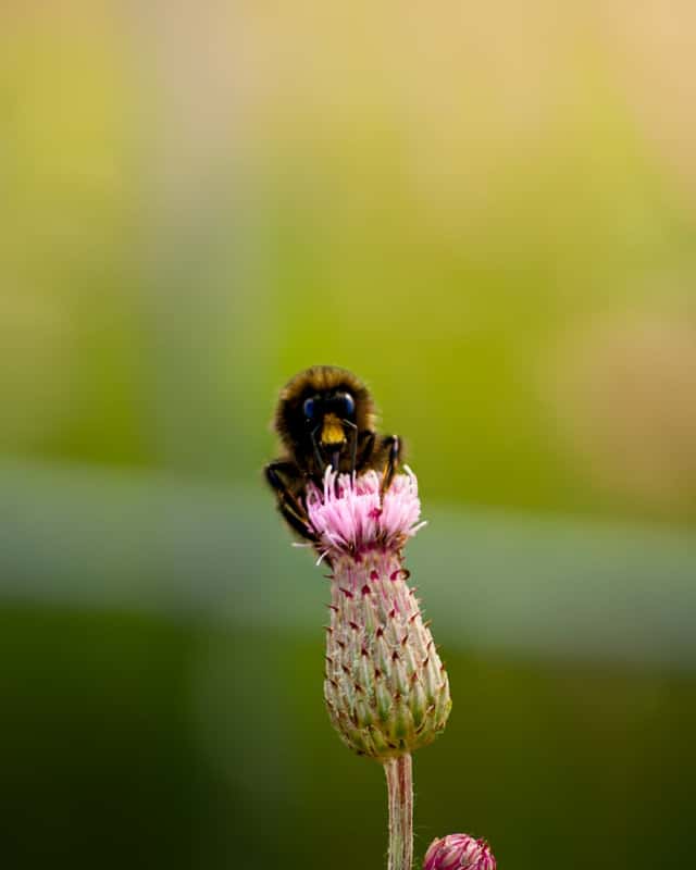 Höhenkirchen Garden Macro Spot