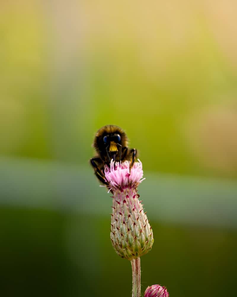 Höhenkirchen Garden Macro Spot - Image 1