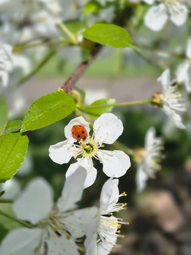 Heddesheim Spring Blossoms - Image 1