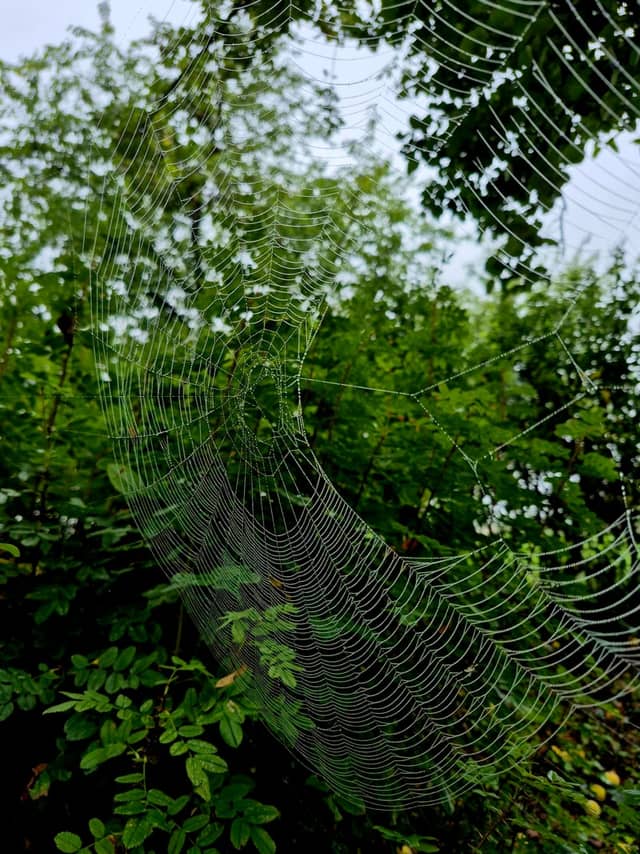 Heddesheim Nature Trail - Image 1
