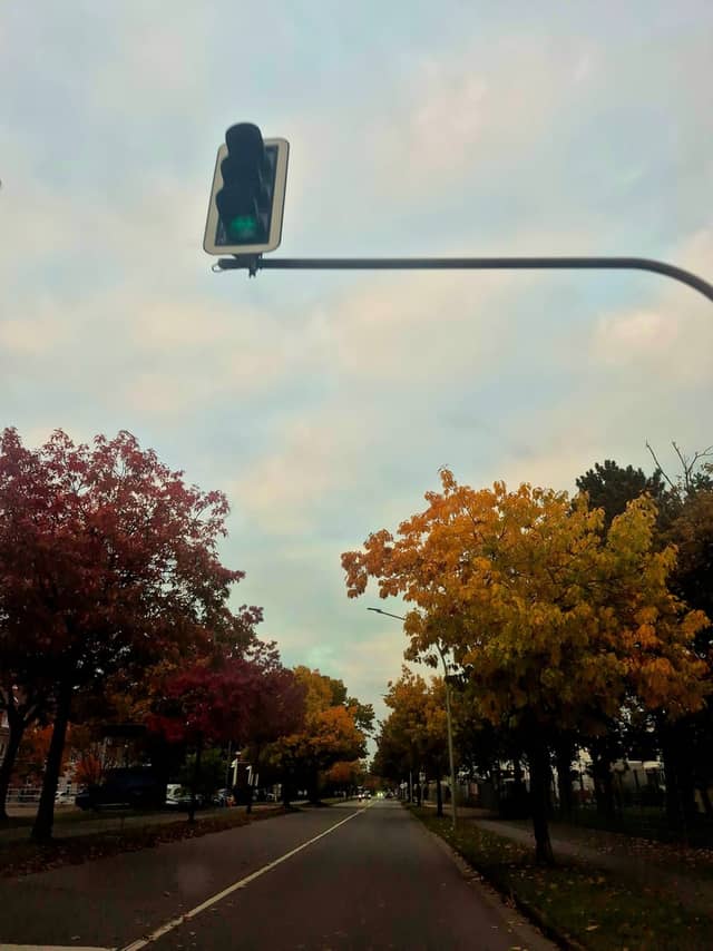 Daimlerstraße Autumn Allee - Image 1