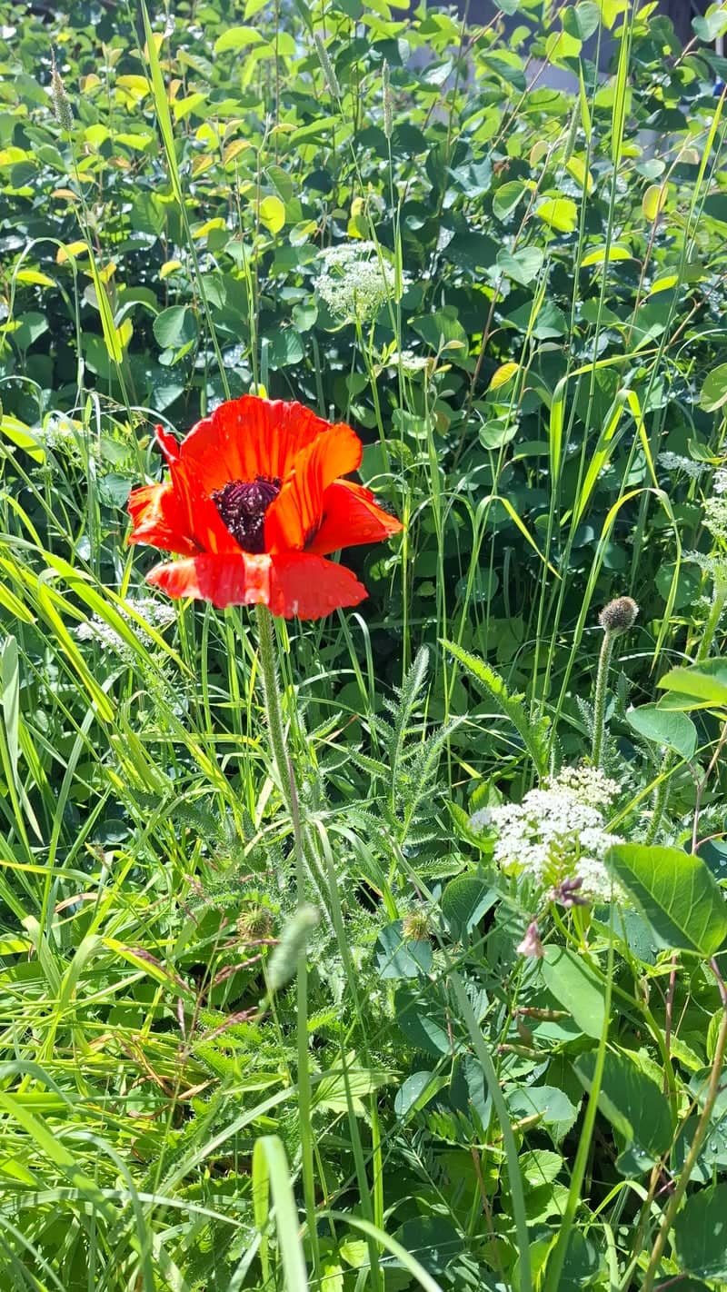 Zaevo Wildflower Garden - Image 1