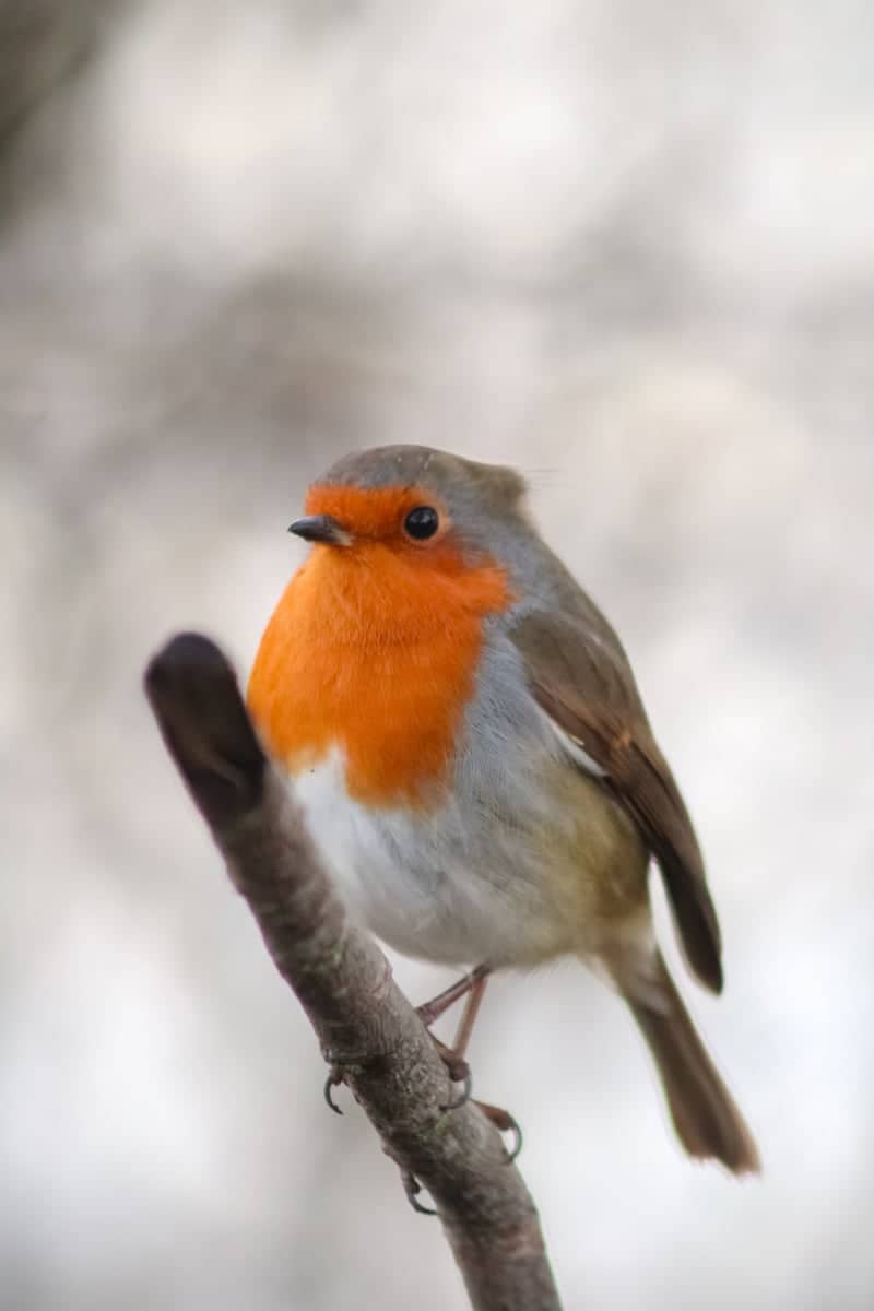 Attenborough Nature Reserve - Image 1