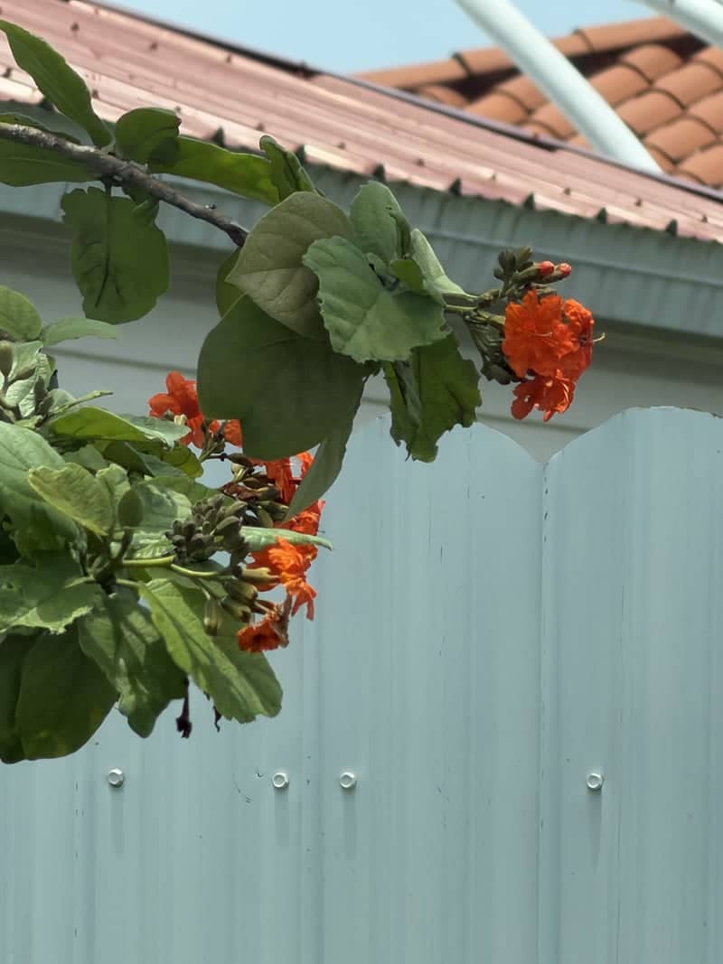 Hialeah Garden Blooms - Image 1