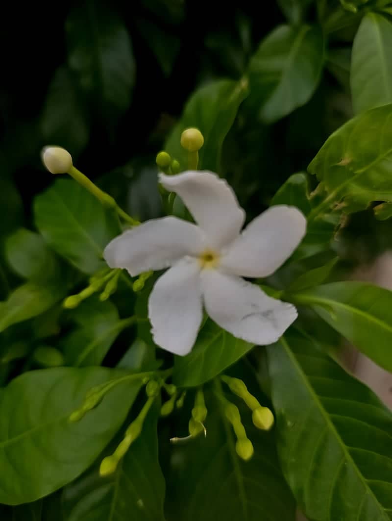 Kasur Garden Flora - Image 1