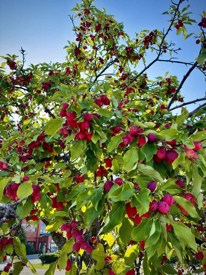 Williston Crabapple Trees - Image 2