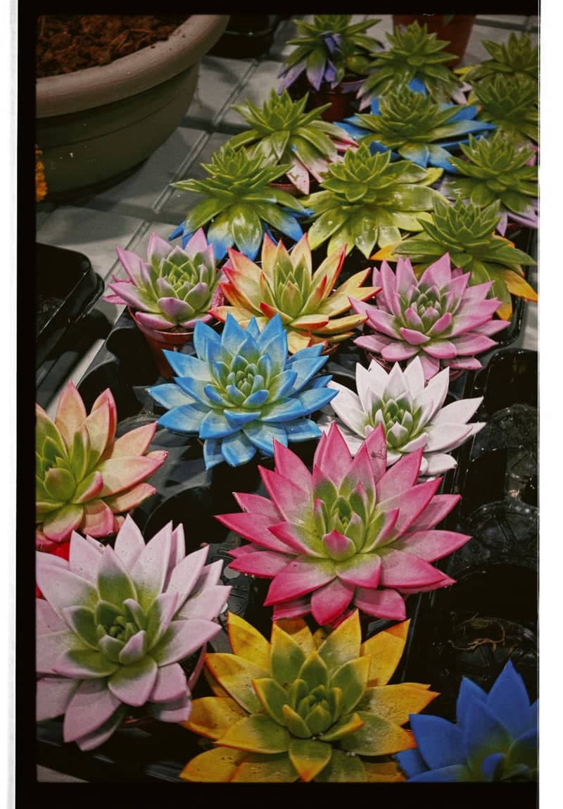 Shokhorda Succulent Display - Image 1