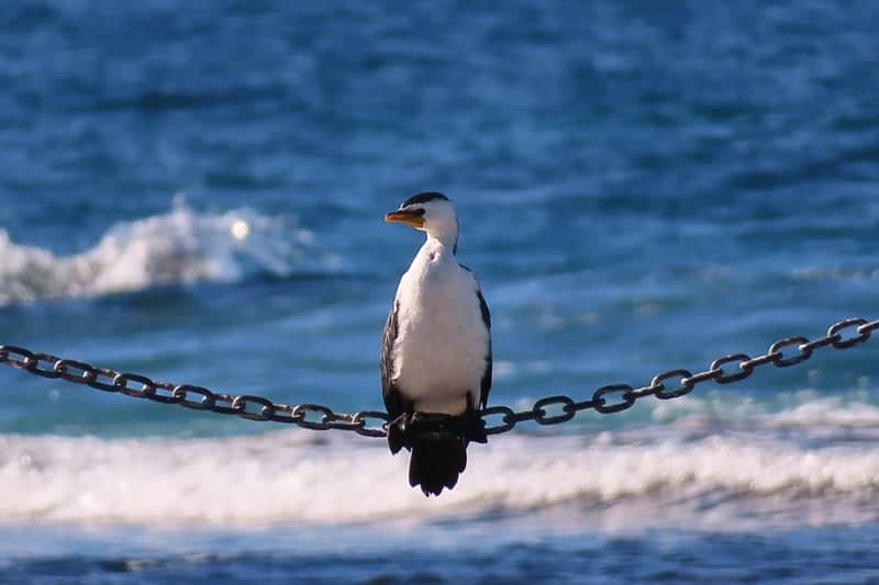 Mona Vale Waterfront - Image 1