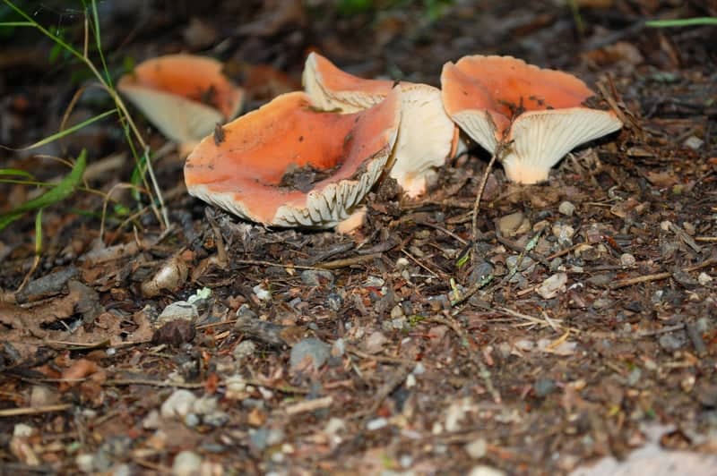 Stanley Park Nature Trails - Image 1