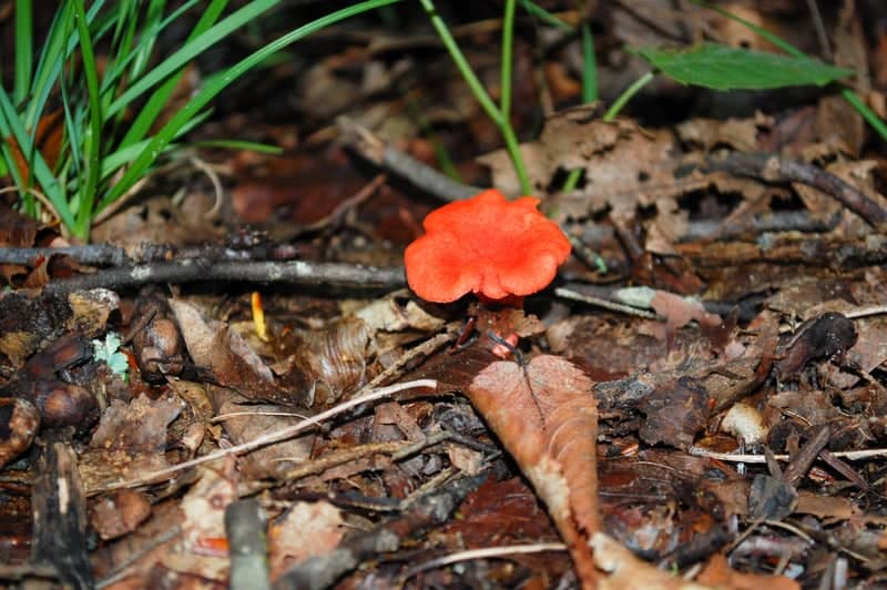 Stanley Park Forest Trails - Image 1