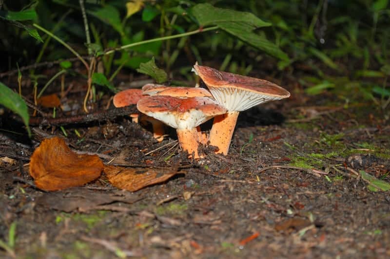 Stanley Park Forest Floor - Image 1