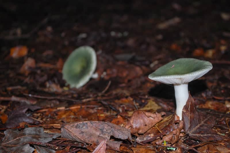Stanley Park Forest Floor - Image 1