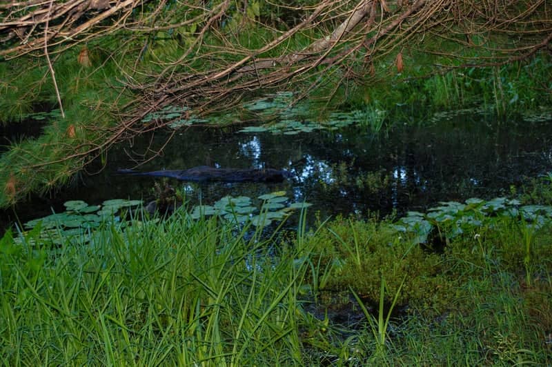 Stanley Park Wildlife Pond - Image 1