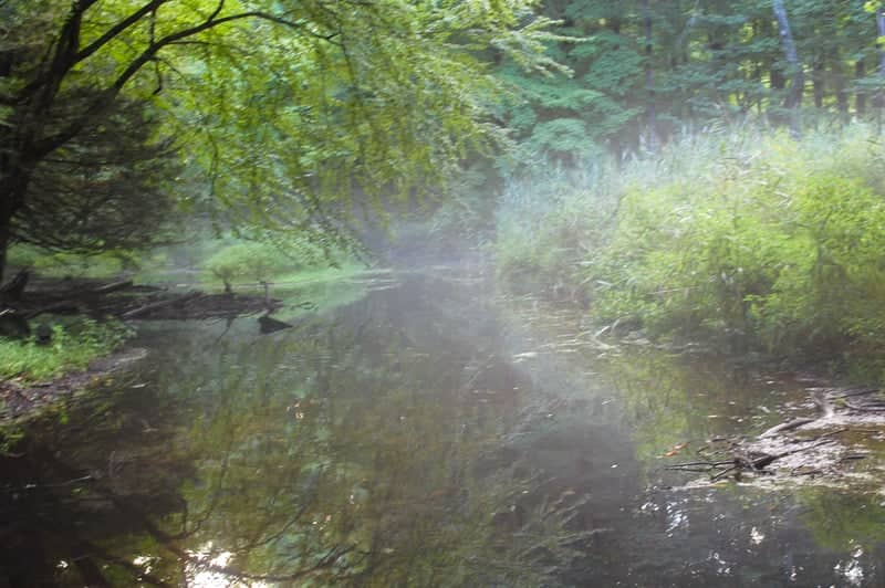 Stanley Park - Image 1
