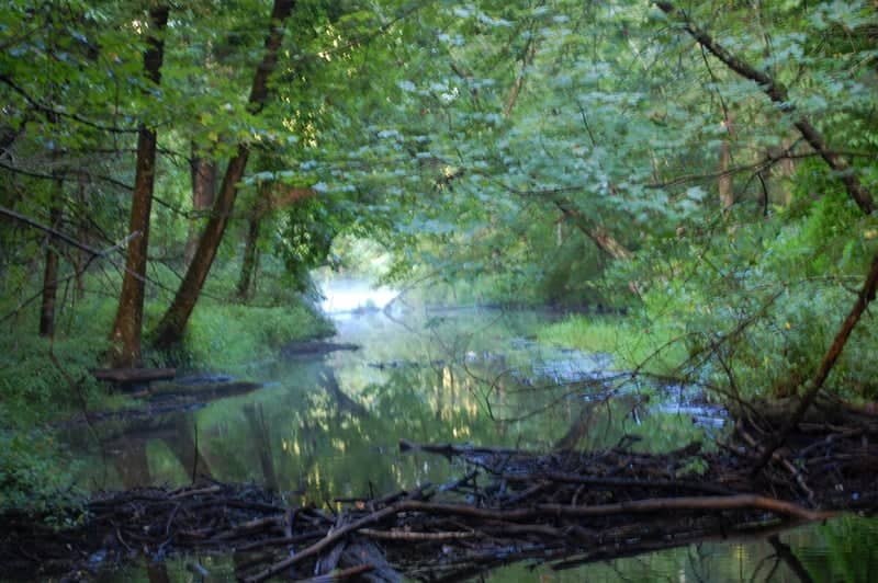 Stanley Park Forest Stream - Image 1