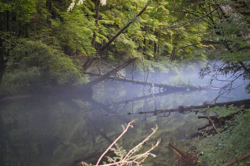 Little River at Stanley Park - Image 1