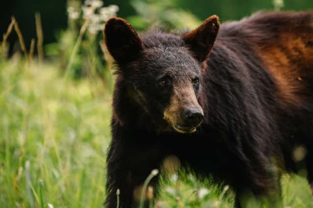 Cades Cove