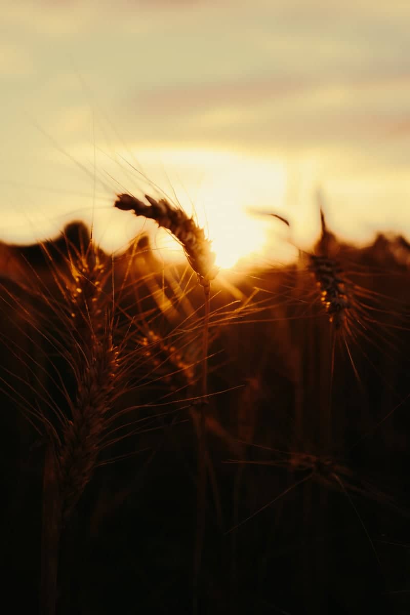 Tuscan Wheat Fields, Montaione - Image 1