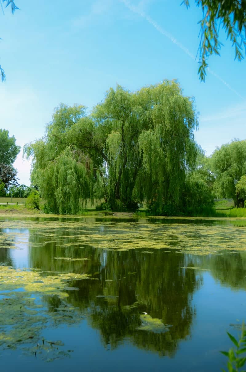 Veterans Memorial Park Pond - Image 1