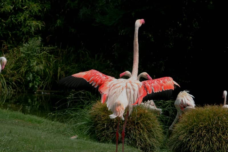 Parc Animalier des Pyrénées - Image 1