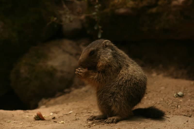 Parc Animalier des Pyrénées - Image 1